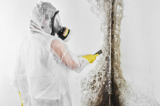 Best DIY Mold Remediation Support Services in Banner Hill, TN