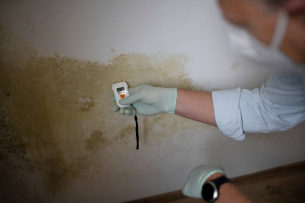 Best Localized Mold Remediation (e.g., coastal areas, humid climates) in Banner Hill, TN