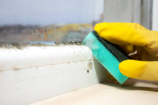 Best Kitchen Mold Remediation in Banner Hill, TN